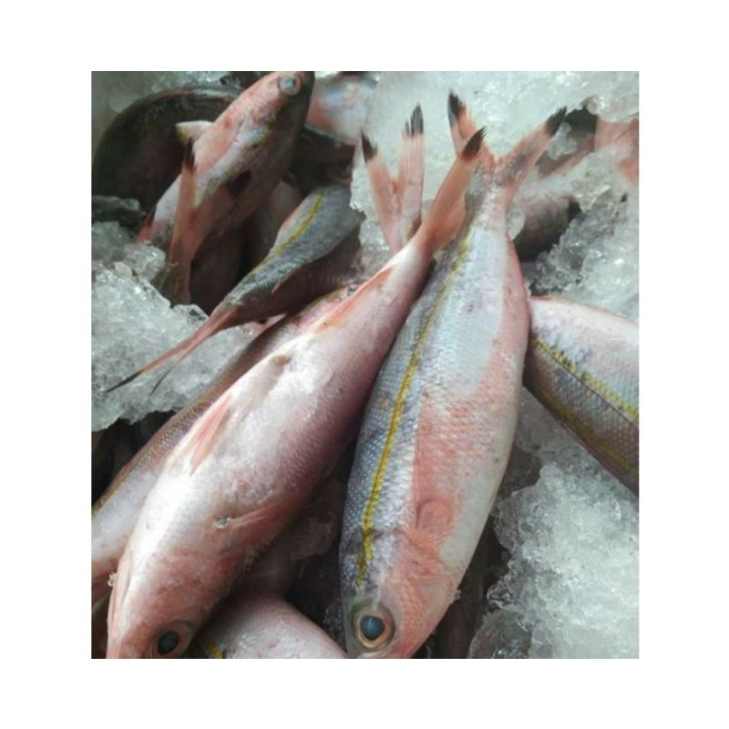 

Ikan Pisang-Pisang Segar Dan Fresh 1Kg / Hasil Laut Harian BERGARANSI