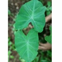 Tanaman Talas Ungu / tanaman hias keladi batang ungu