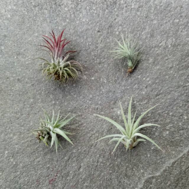 Tillandsia Paket 4