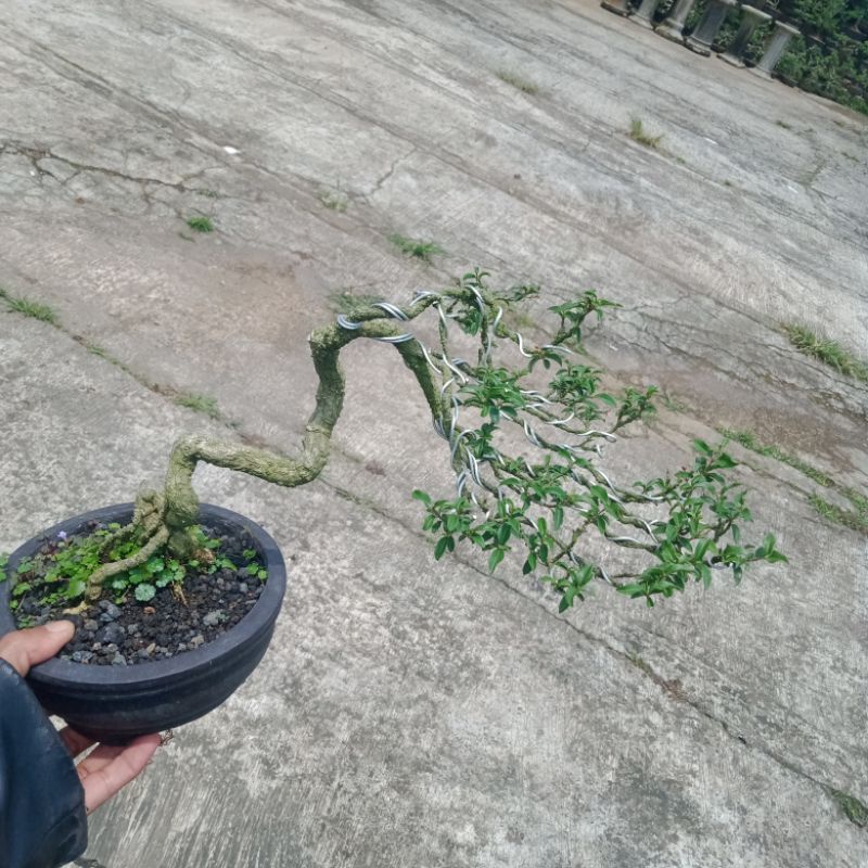bonsai jadi sakura mikro,ukuran smal,batang bawah ukuran jempol kaki