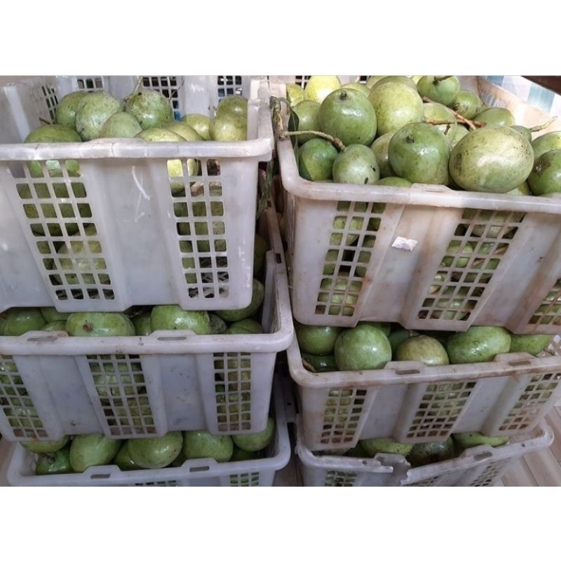 

mangga muda bela biji [1kg]