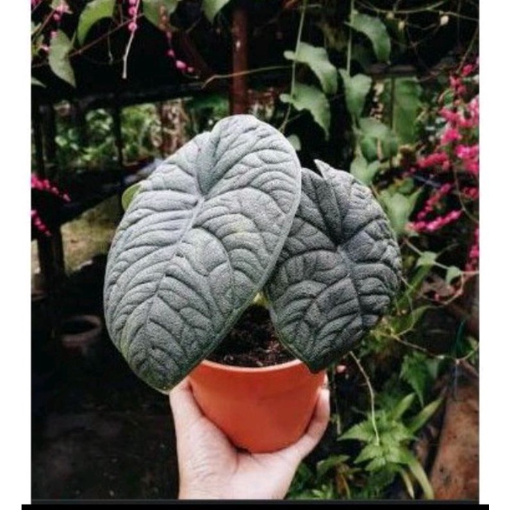 melo badak bonggol promo