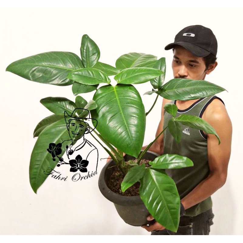 FahriOrchid - Syngonium auritum