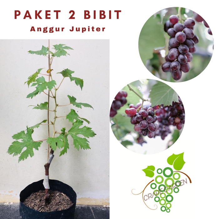 Paket 2 Bibit Anggur Jupiter Import Grafting