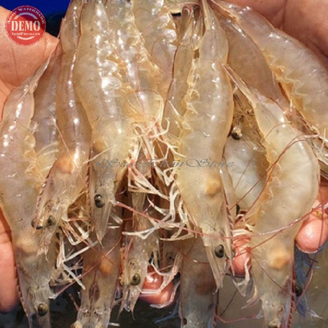 

Udang Vaname Segar / Size 70-75/1Kg