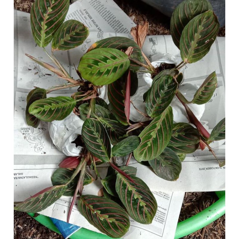 bibit tanaman calatea kepiting