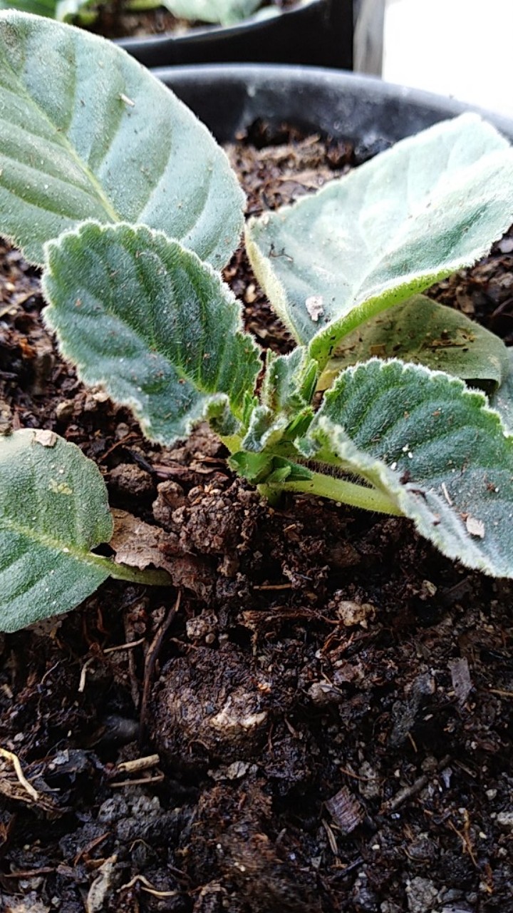 Tanaman Hias - Bunga Gloxinia - Warna Random