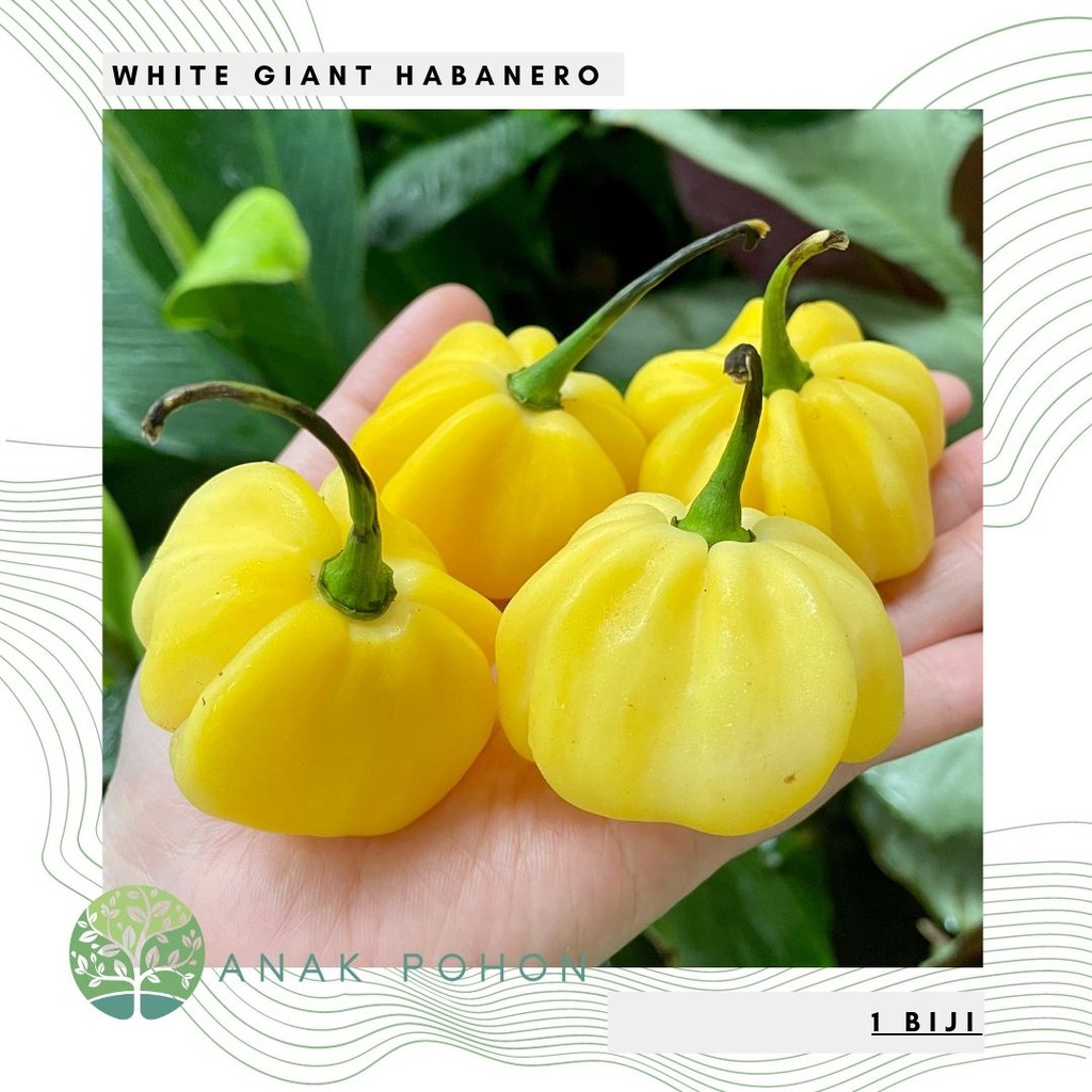 Benih Bibit Biji - Cabai White Giant Habanero Putih Jumbo Pepper Seeds - IMPORT