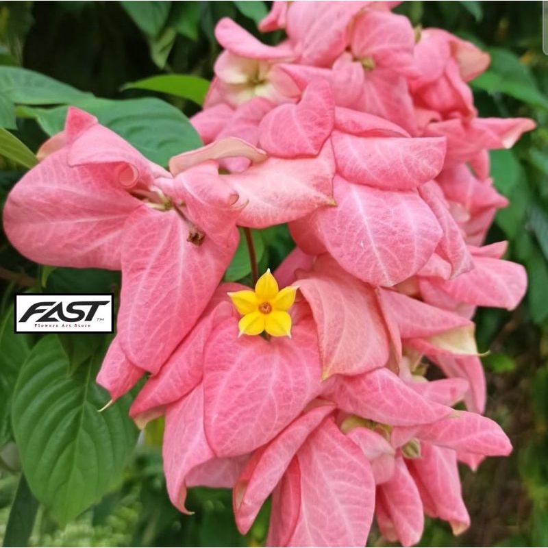 Tanaman Hias Bunga Nusa Indah Pink - Nusa indah Pink - nusa indah