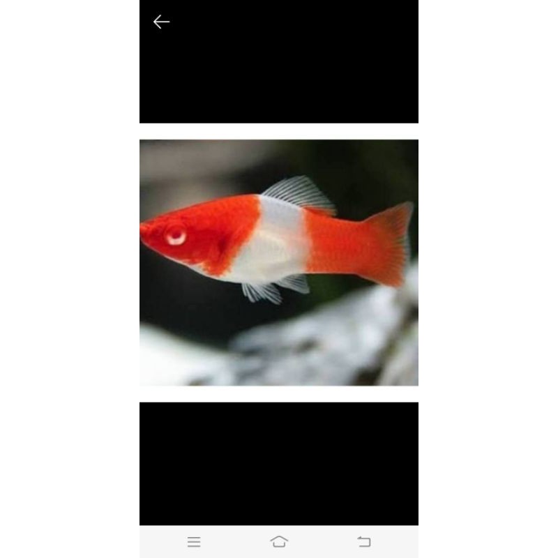 ikan platy santa clous