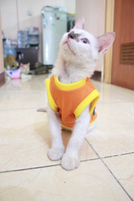 Kaos orange motif semangka lucu untuk kucing dan anjing / baju kucing murah size S M L XL