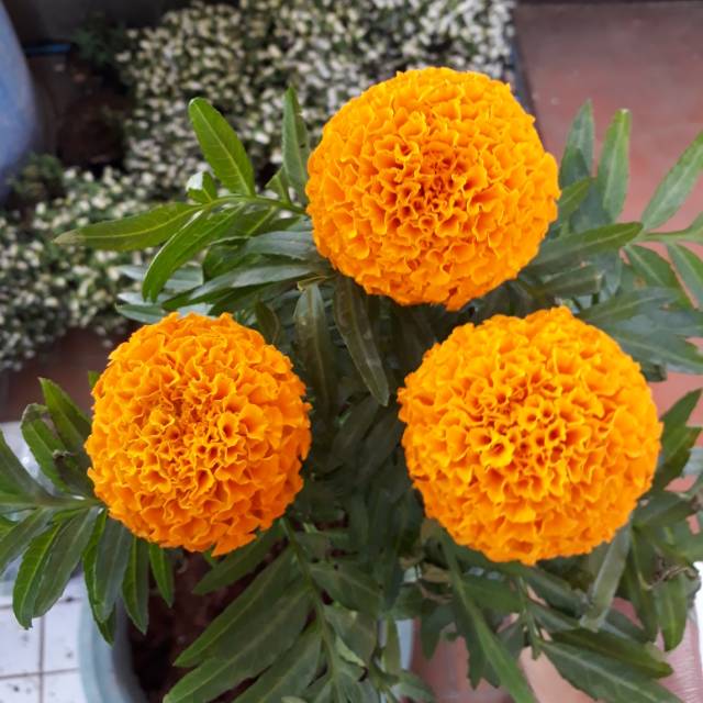 Tanaman Hias Marigold Orange Shopee Indonesia