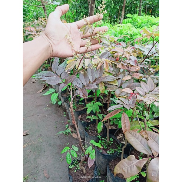 Bibit Kelengkeng Merah 1meter Ruby longan