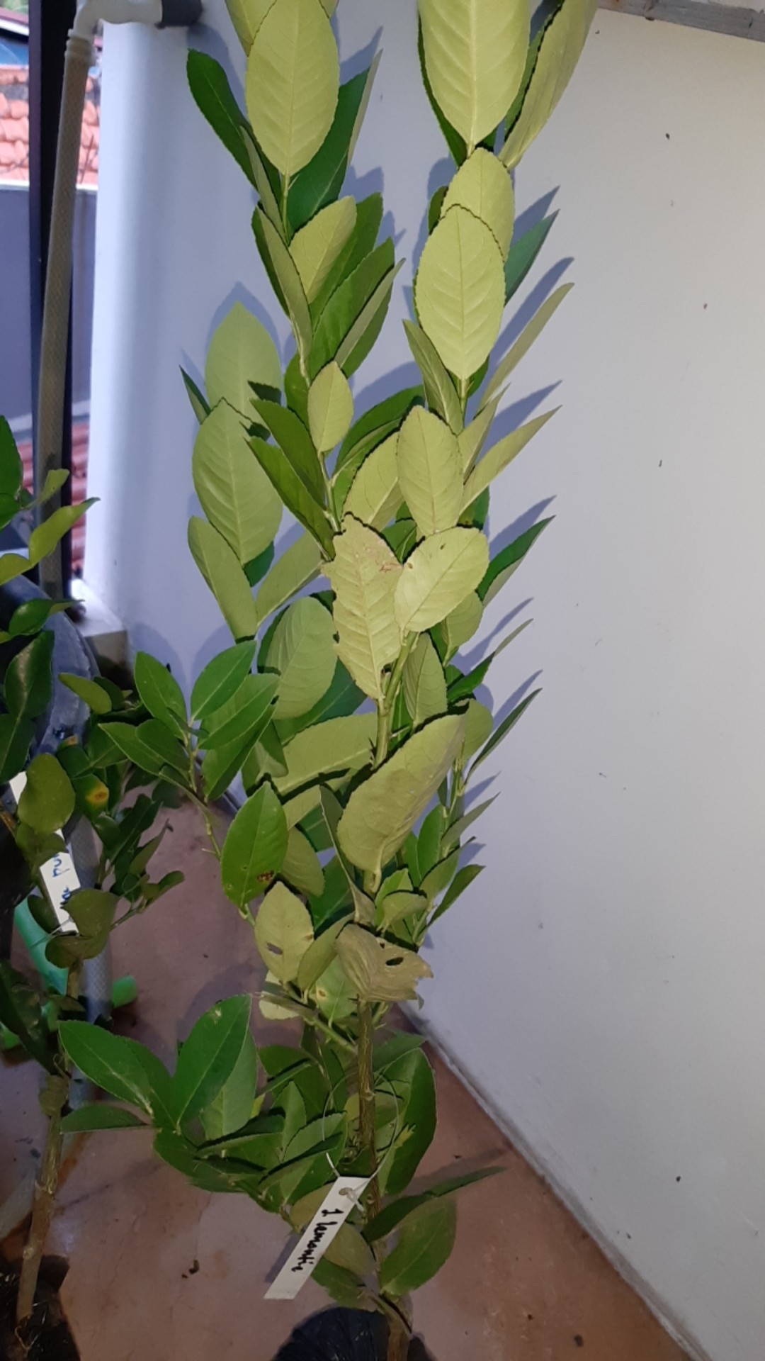 Bibit Jeruk Lemontea - Bibit Tanaman Buah Unggul Murah Bergaransi