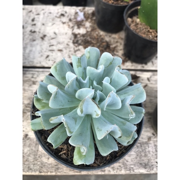 tanaman hias kaktus dan skulen hidup(be jumbo)