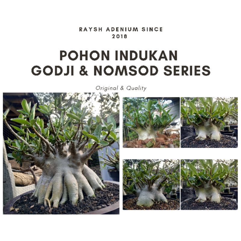 POHON SULTAN | POHON INDUKAN | PROSPEK | GODJI IMPORT | ADENIUM JOGJA | RAYSH ADENIUM