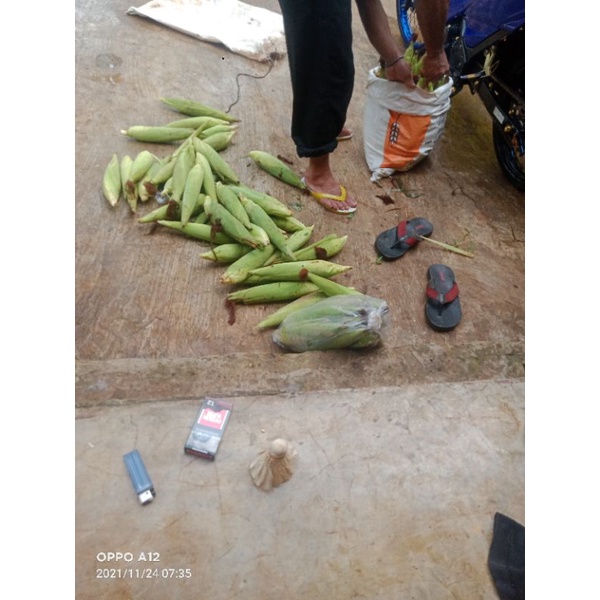 

jagung manis per pcs stok terbatas
