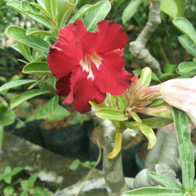 Bibit bunga Kamboja Jepang merah