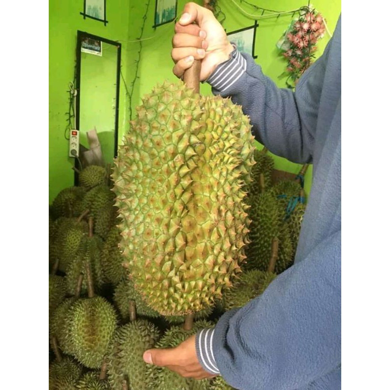Bibit durian bawor okulasi kualitas super