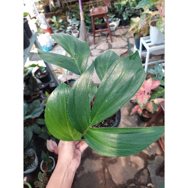 Rhaphidophora Decursiva