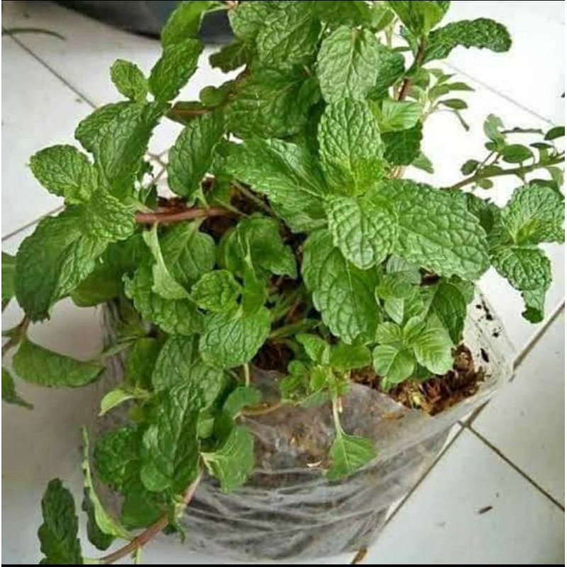 Tanaman Herbal Rempah Daun Spear Mint / Menthol Mint wangi