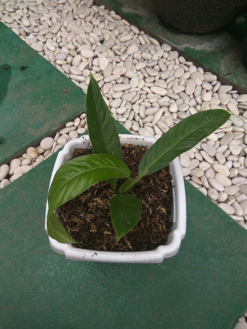 Tanaman Hias Bibit Anturium Linet