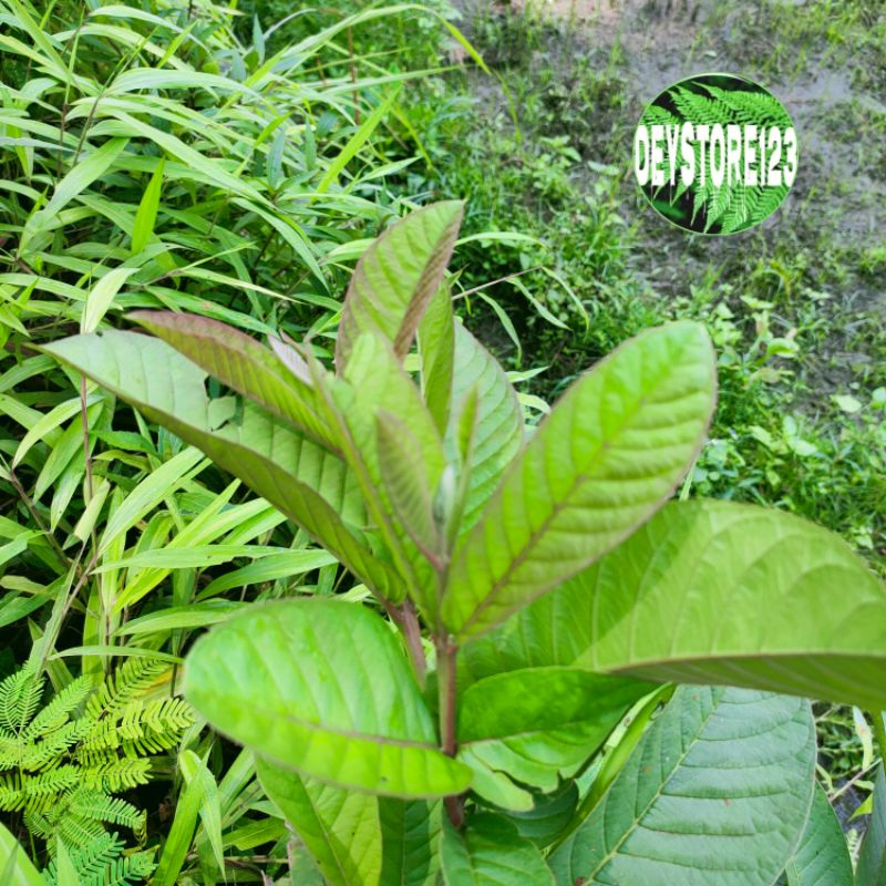 

Daun jambu muda berat 200 grm