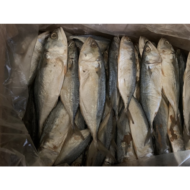 

Ikan Asin Peda Putih ukuran besar