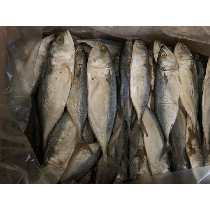 Jual Ikan Asin Peda Putih Ukuran Besar Shopee Indonesia