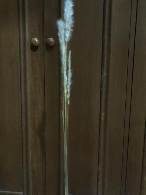 3tangkai Bunny Tail Rustic Dried Flower Alang Alang Bunga Kering