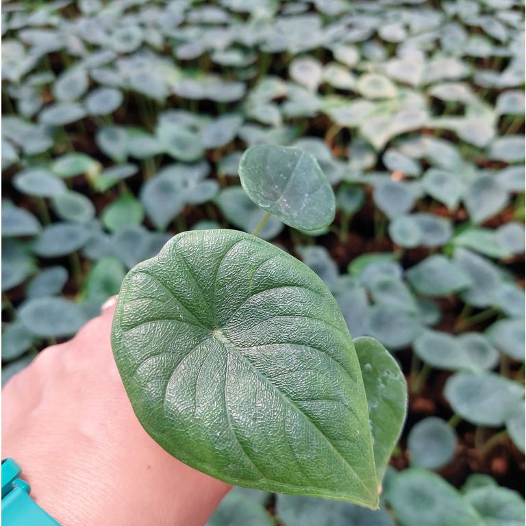 Alocasia Melo Badak