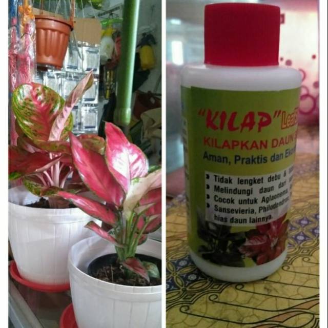 Kilap daun leafshine/pengkilap daun aglonema