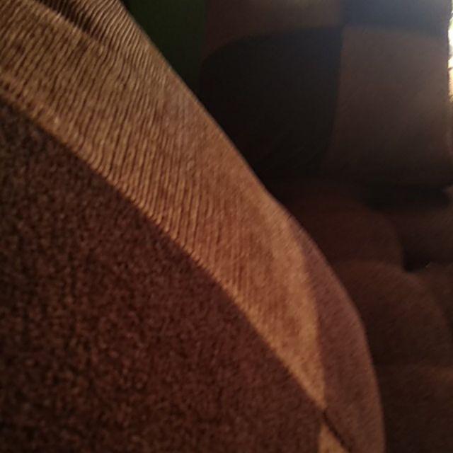 Tanaman Hias Brokoli Kuning/akasia Kuning