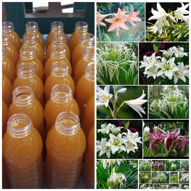 

MADU BUNGA LILY HUTAN
