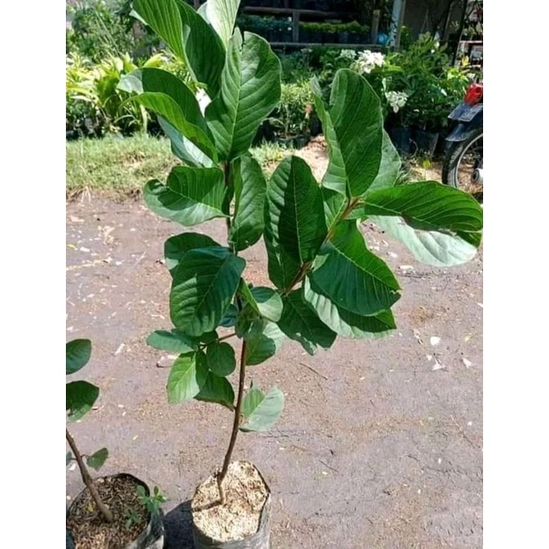 Bibit Jambu Kristal Merah /Jambu Red Diamond Okulasi Unggul