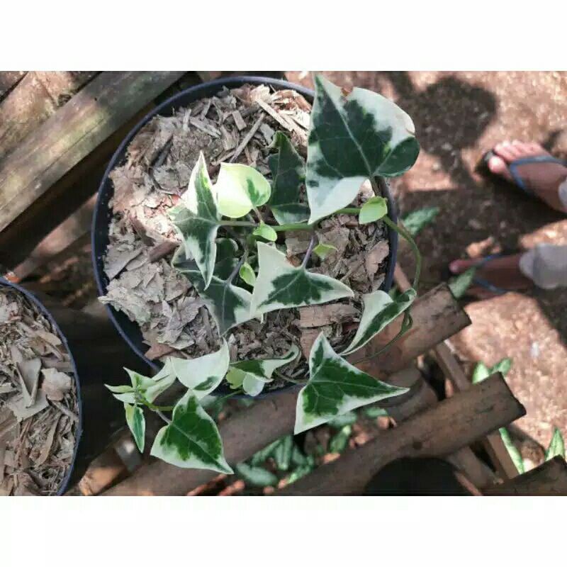 tanaman hias rambat ivyy - tanaman hias hidup