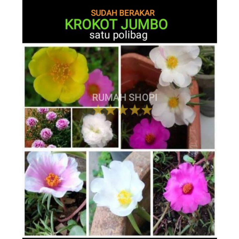 bunga krokot jumbo sudah berakar satu polibag krokot giant tanaman krokot