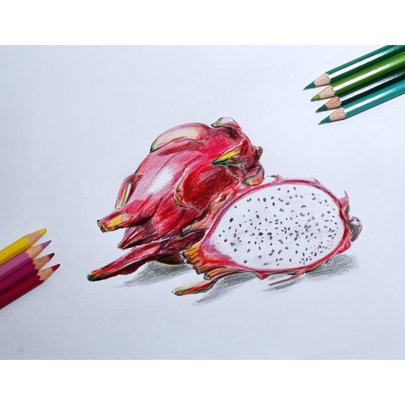 Sketsa Buah Realis Dengan Pensil Warna A4