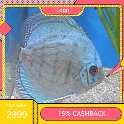 ikan hias - discus blue cobalt 1" inch.