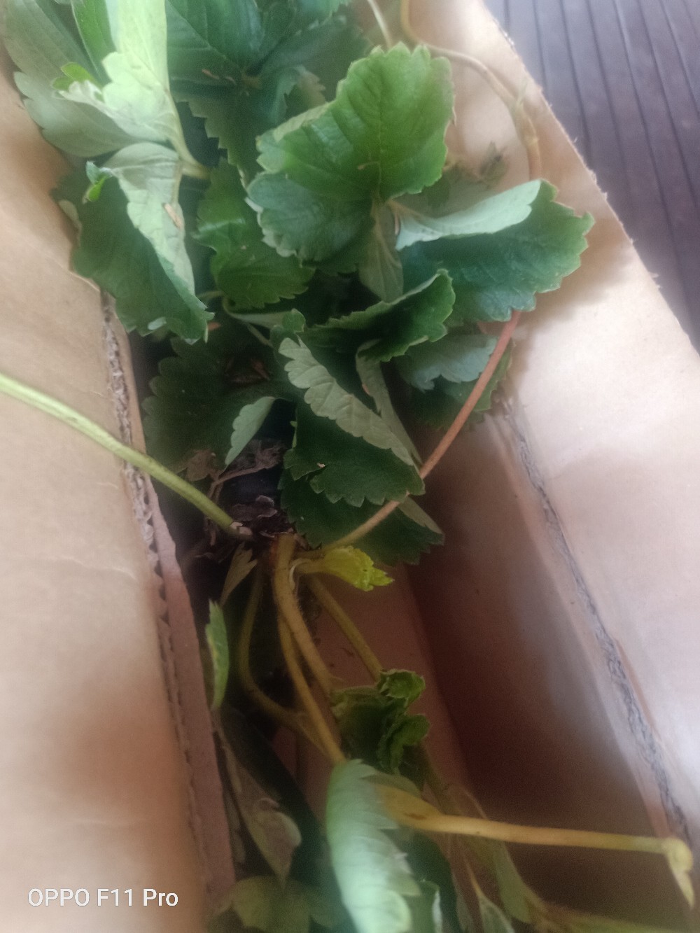 Tanaman Buah Strawberry Jumbo California Cod