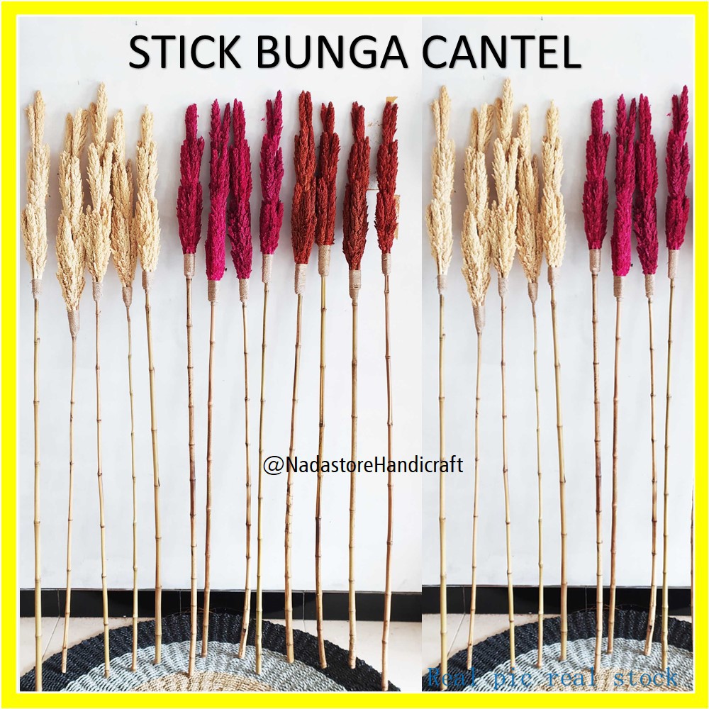 BUNGA KERING / DRIED FLOWER CANTEL STIK ISI 10 TANGKAI BUNGA