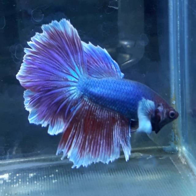 Cupang halfmoon dumbo ear size L