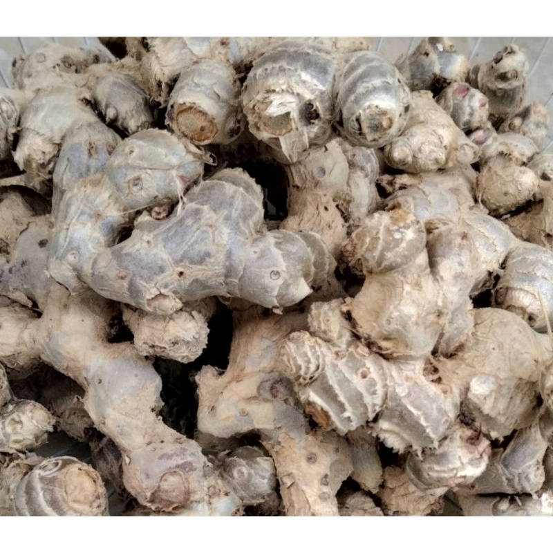 rimpang kunyit Hitam asli 1kg 400.000