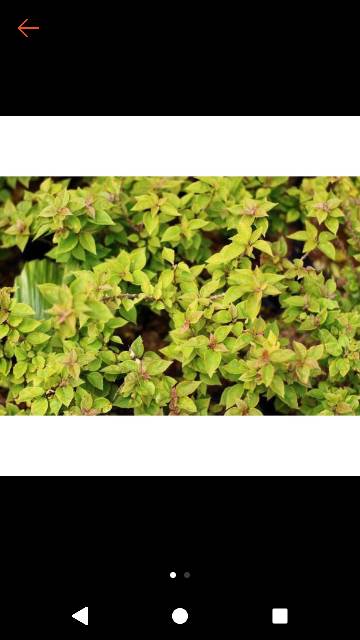 Tanaman bugenvil Singapore bugenvil Singapore tanaman hias bunga hias