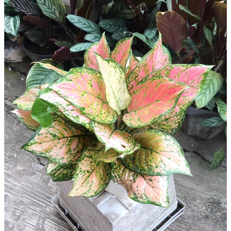 aglonema dud gold/aglonema dud gold super jumbo