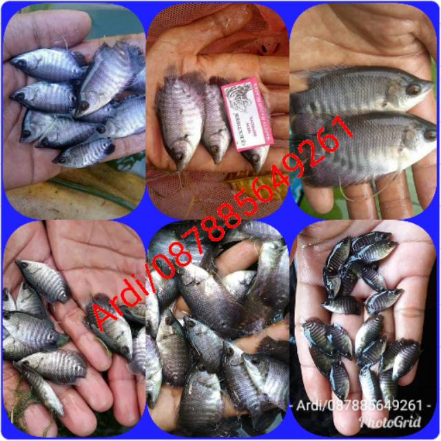 Bibit Ikan Gurame Shopee Indonesia