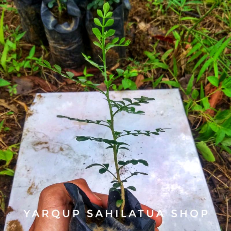 Bibit Bonsai Kawista Batu ( Bari Biji )