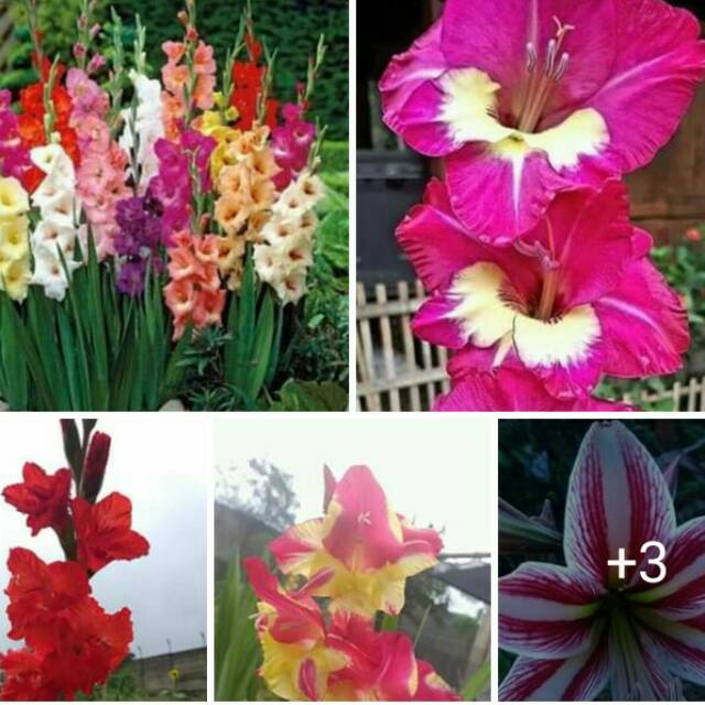 

Paket Gladiol dan Amarylis Mix