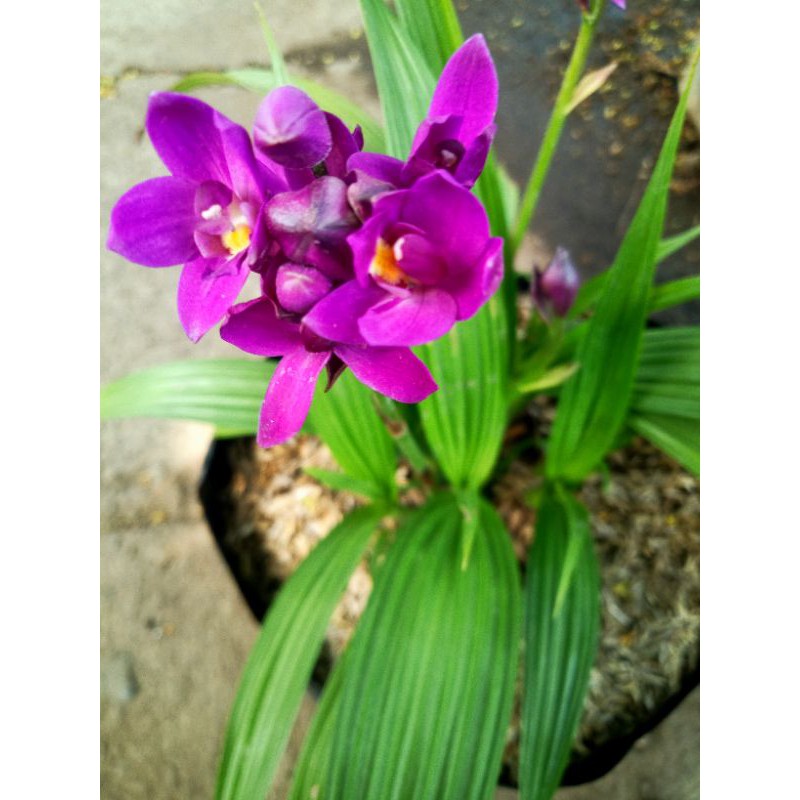 anggrek tanah mini/bunga anggrek mini (spathoglottis plicata)