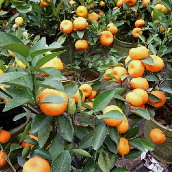 Bibit tanaman buah jeruk santang madu kondisi berbuah - belum berbuah